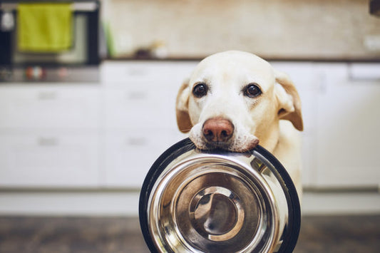 BrainTree Nutrition-Blog-Exploring Brain Health Supplements for Pets