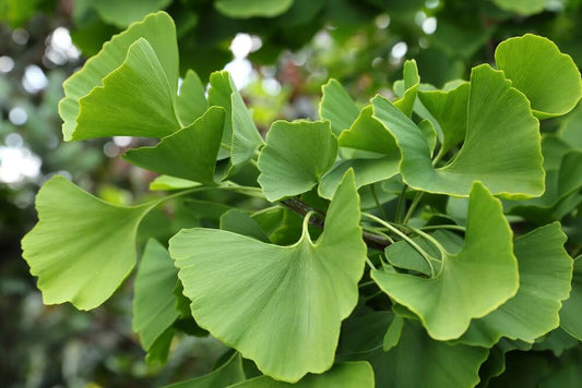 BrainTree Nutrition-Blog-Ginkgo Biloba