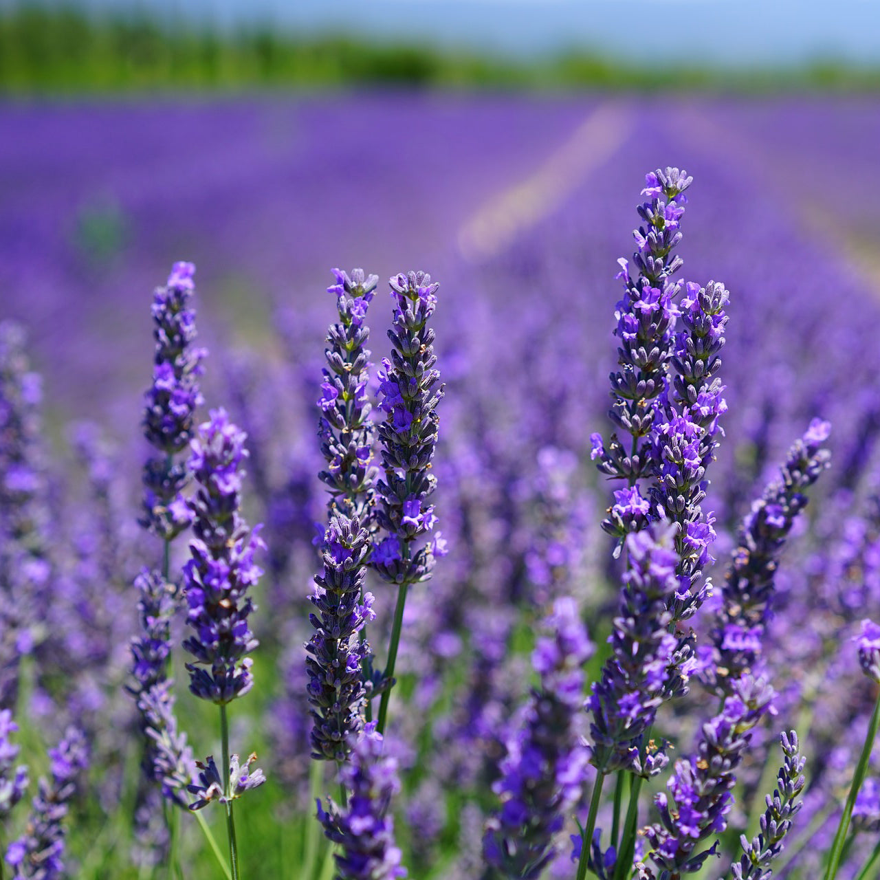 BrainTree Nutrition-Blog-Unlocking the Therapeutic Benefits of Lavender